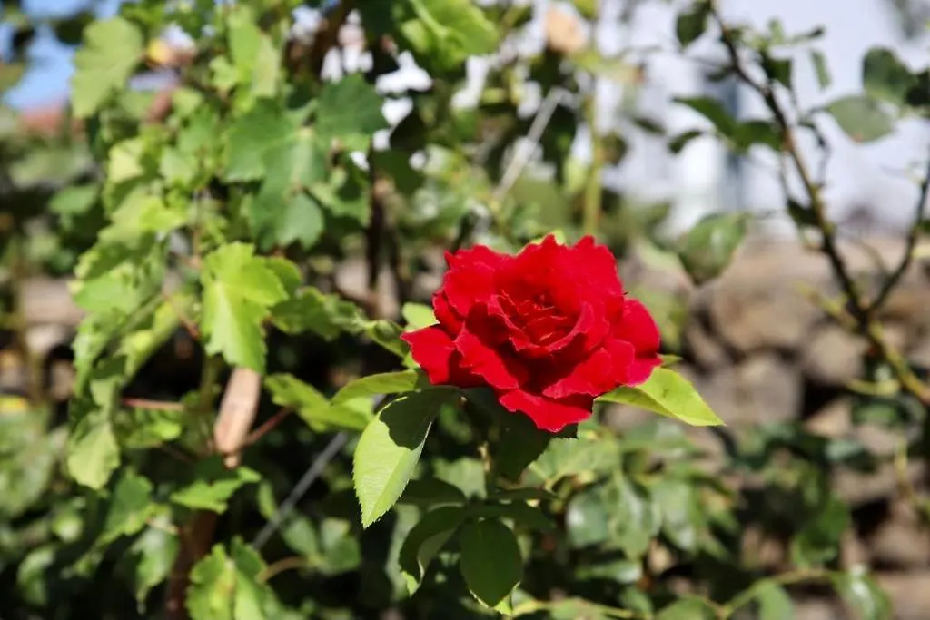 Willa Casita La Rosa El Paso Hiszpania