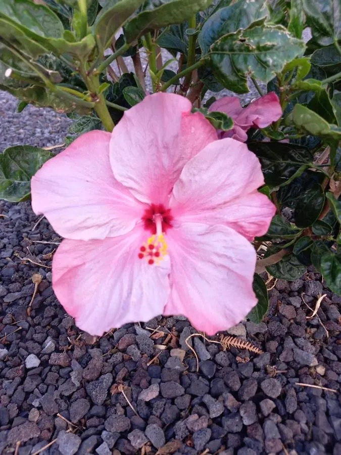 Willa Casita La Rosa El Paso 0*,